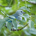 Blue-gray Tanager at Monteverde
