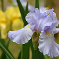Joyful Iris - Providence Forge, Virginia