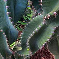 Cactus Photography